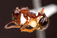 Aphaenogaster occidentalis image