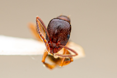 Aphaenogaster occidentalis image
