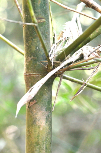 sunburst bamboo (Bambusa pervariabilis)