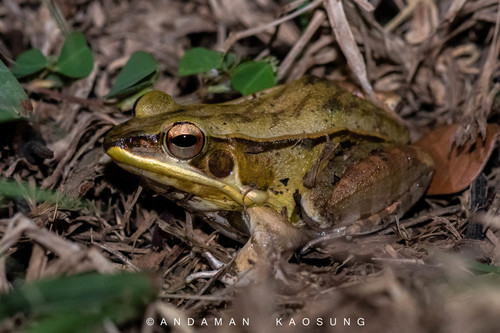 Mast odamlar porno videolar