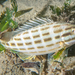Eastern Striped Grunter - Photo (c) Albert Alonso, all rights reserved, uploaded by Albert Alonso