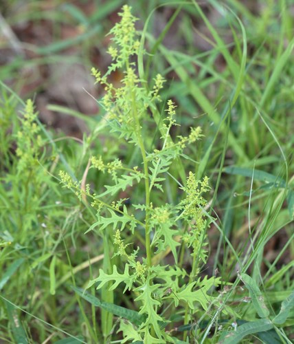 Hedosyne