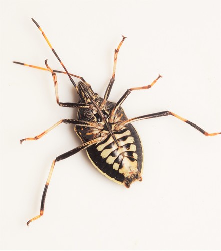 Gum Tree Shield Bug