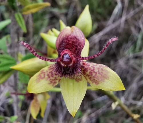 Trichoceros antennifer