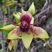 Andean Fly Orchid - Photo (c) Jonathan Aguirre Pesantez, all rights reserved, uploaded by Jonathan Aguirre Pesantez