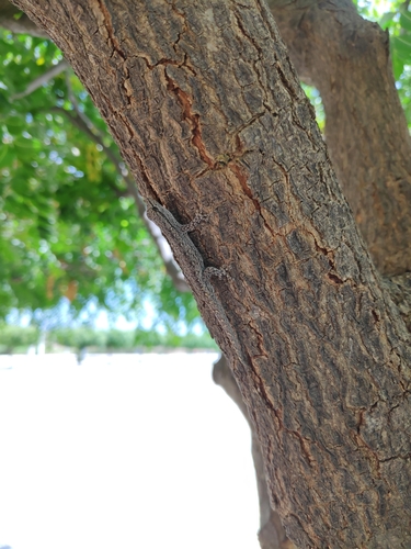 Kluge's Dwarf Gecko