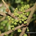 Stem-fruited Fig - Photo (c) Lijin Huang (紫楝), all rights reserved, uploaded by Lijin Huang (紫楝)