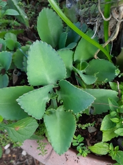 Kalanchoe laetivirens image