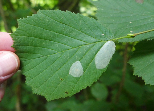 Nut Leaf Blister Moth