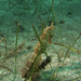 Observation photo