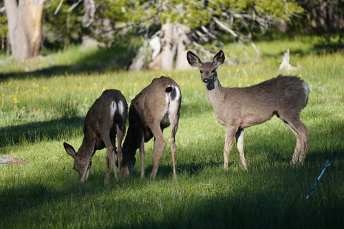 iNaturalist observation photo of Mule Deer