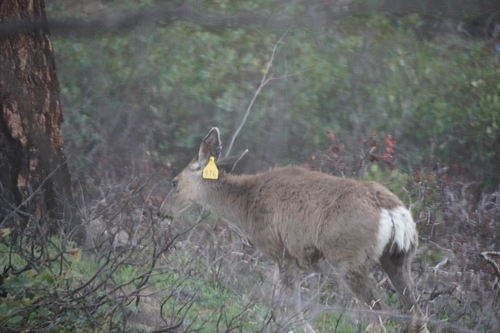iNaturalist observation photo of Mule Deer