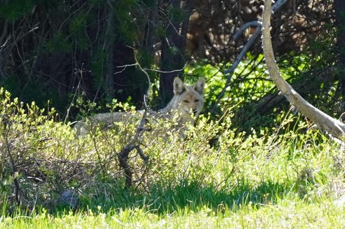 iNaturalist observation photo of Coyote