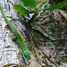 Island Day Gecko - Photo (c) majoet, all rights reserved, uploaded by majoet
