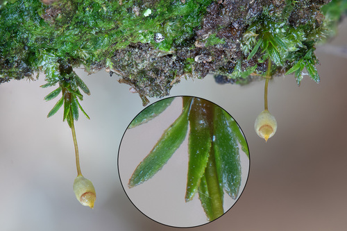 Pogonatum aloides