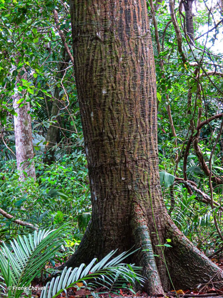 Ceibo Barrigón (Pseudobombax septenatum) · iNaturalist Panamá
