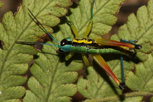 Caryanda tamdaoensis · iNaturalist
