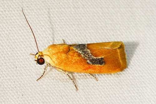 Ponometia venustula (Walker, 1865)