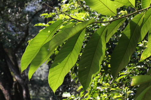 Tsong's tree (Magnolia odora)