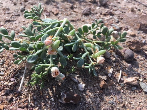 berried bean-caper (Zygophyllum melongena)