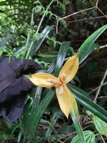 Genus Freycinetia · iNaturalist Genus Freycinetia · iNaturalist