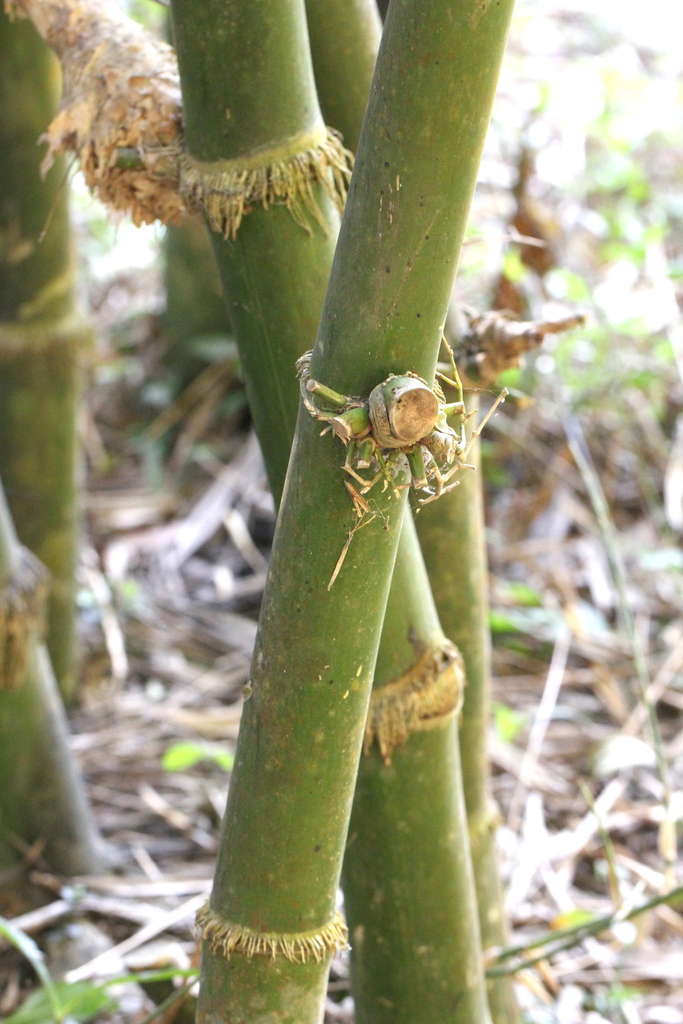 Bambusa lapidea (Bambusa lapidea)