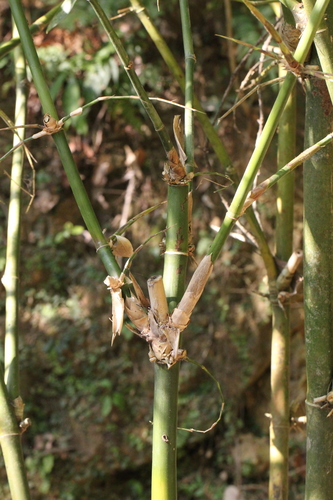 Bambusa malingensis