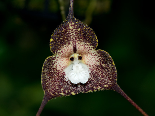 Dracula alcithoe
