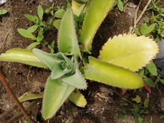 Kalanchoe laetivirens image