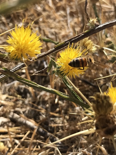 iNaturalist observation photo of Western Honey Bee