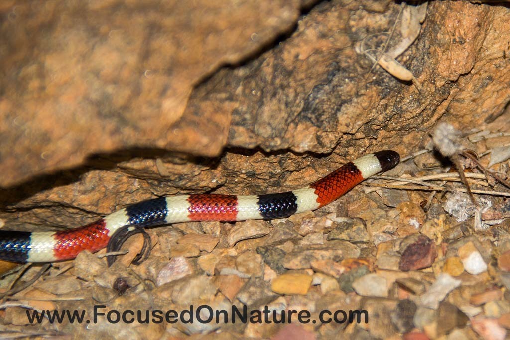 Photo inspiration: Feeding A Juvenile Sonora Coralsnake Reference: Sonoran Coralsnake In July 2017 By Alan Dahl