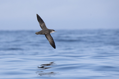 Balearic Shearwater