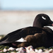 White-winged Scoter - Photo (c) Will Sweet, some rights reserved (CC BY-NC), uploaded by Will Sweet