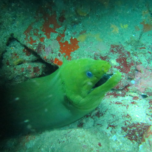 Green Moray