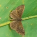 Catocyclotis sejuncta - Photo (c) Anderson Rabello Pereira, all rights reserved, uploaded by Anderson Rabello Pereira