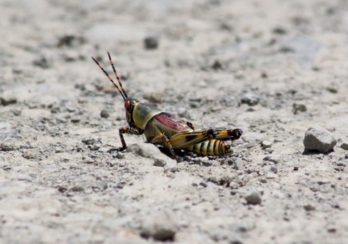 Elegant grasshopper