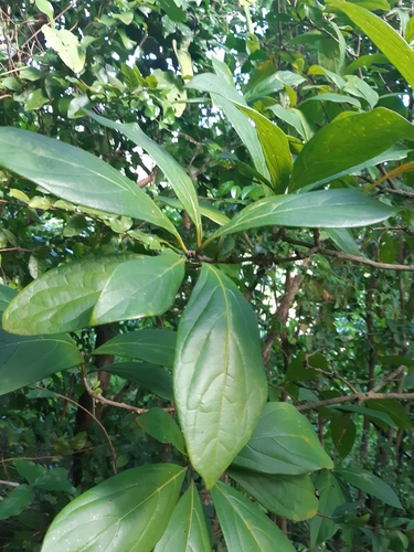 Cordia collococca - Leaves