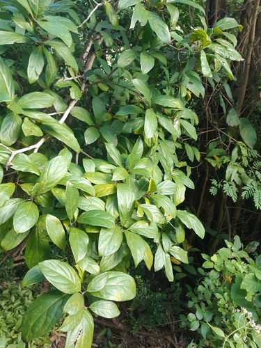 Cordia collococca - Whole tree