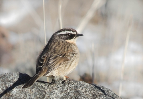 Brown Accentor