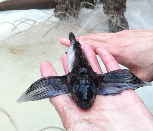 Longfin Baikal sculpin
