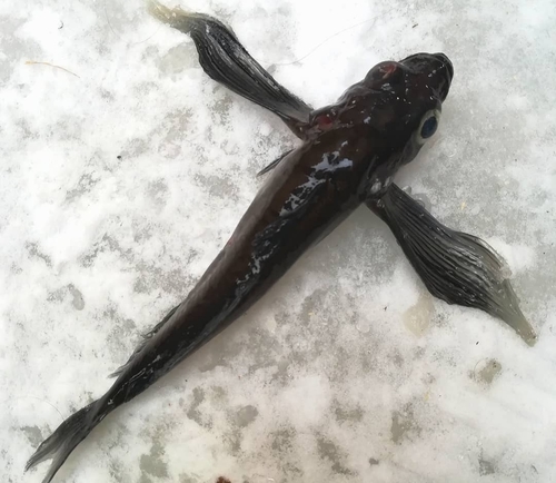 Longfin Baikal sculpin