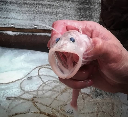 Little Baikal oilfish