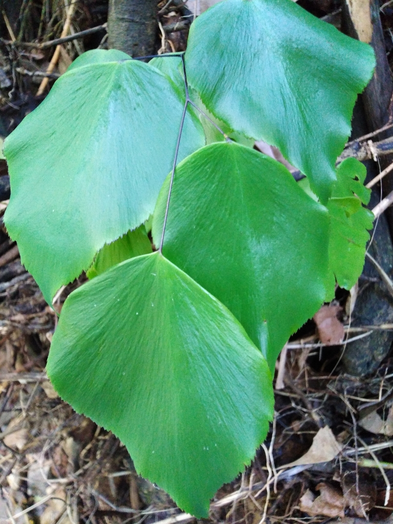 Culantrillo