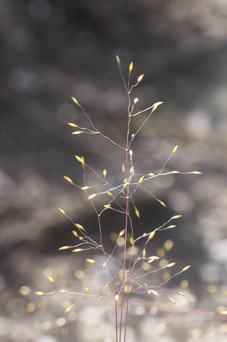 Pentameris holciformis