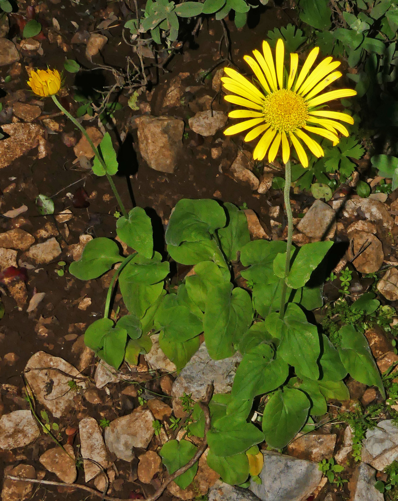 Plantain-leaved leopard's bane