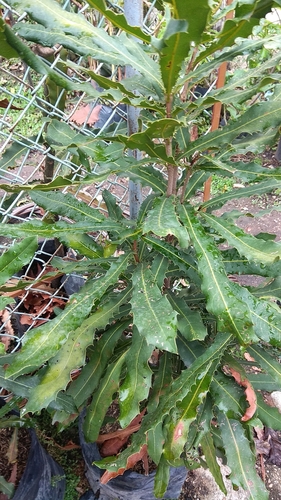 Macadamia tetraphylla image