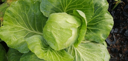Brassica image
