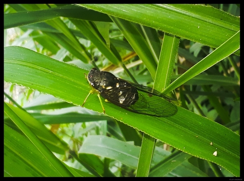 Acanthoventris Densusus · INaturalist Canada