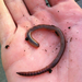 Kentucky Earthworm - Photo (c) noonan_jared_5, all rights reserved, uploaded by noonan_jared_5