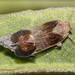 Melanoliarus dimidiatus - Photo (c) RAP, all rights reserved, uploaded by RAP